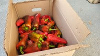 Peppers - 5kg 