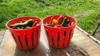 Mixed Hot Peppers - 1kg