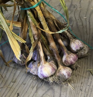 Garlic - Rocambole - 2lb - Patchwork Garden - Non-Certified