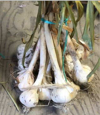 Garlic - Porcelaine - 2lb - Patchwork Garden - Non-Certified
