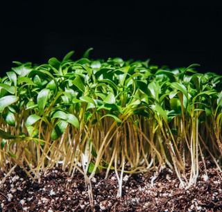 Organic Cilantro for Sprouting